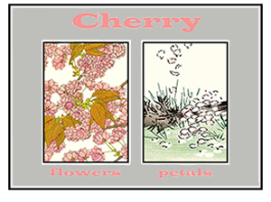 Cherry flowers and petals Blog